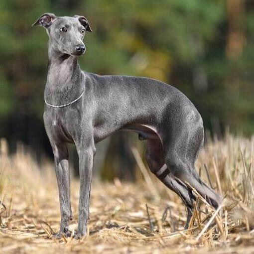 galgo