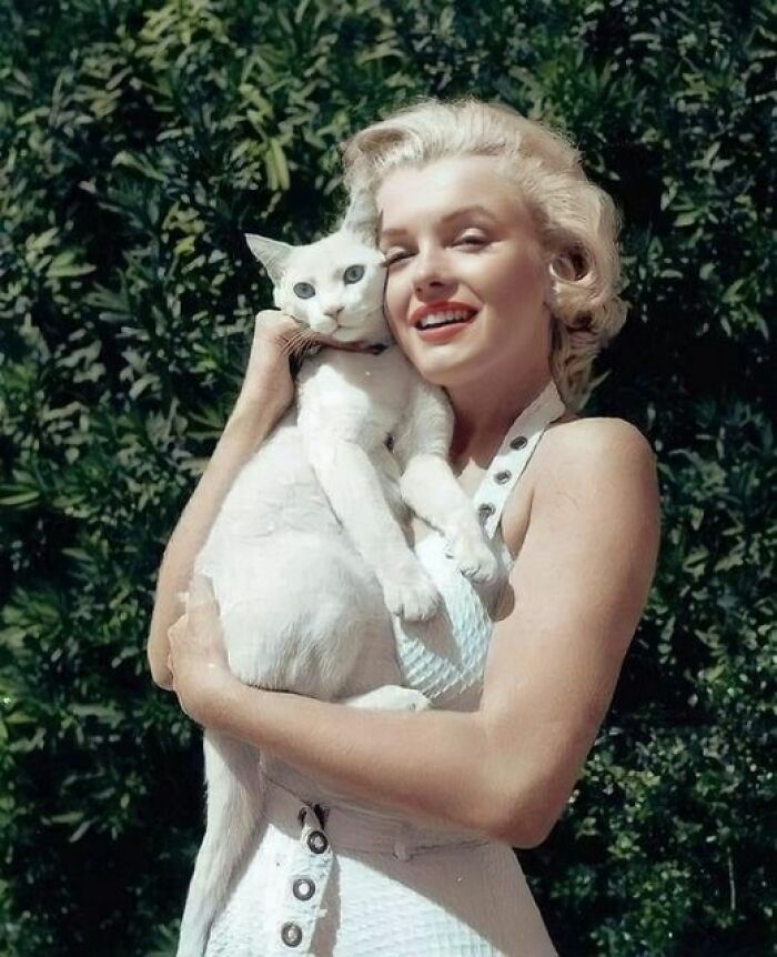 gato de marilyn